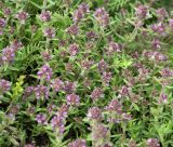 Thymus markhotensis