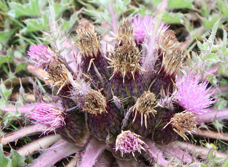 Image of Cirsium esculentum specimen.