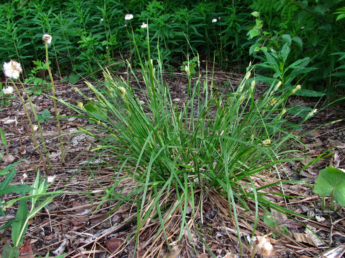 Image of Carex pallescens specimen.