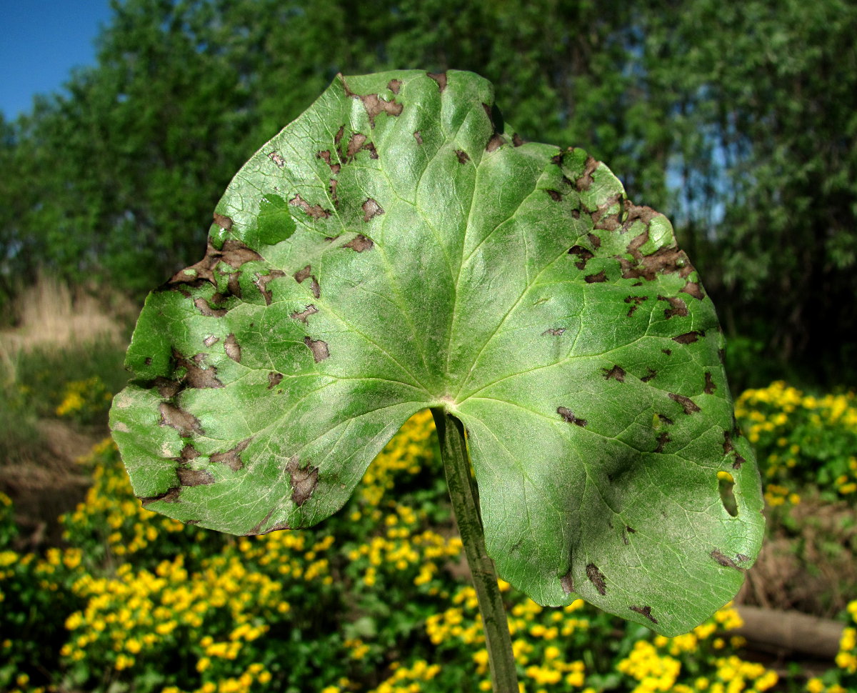 Image of Caltha palustris specimen.