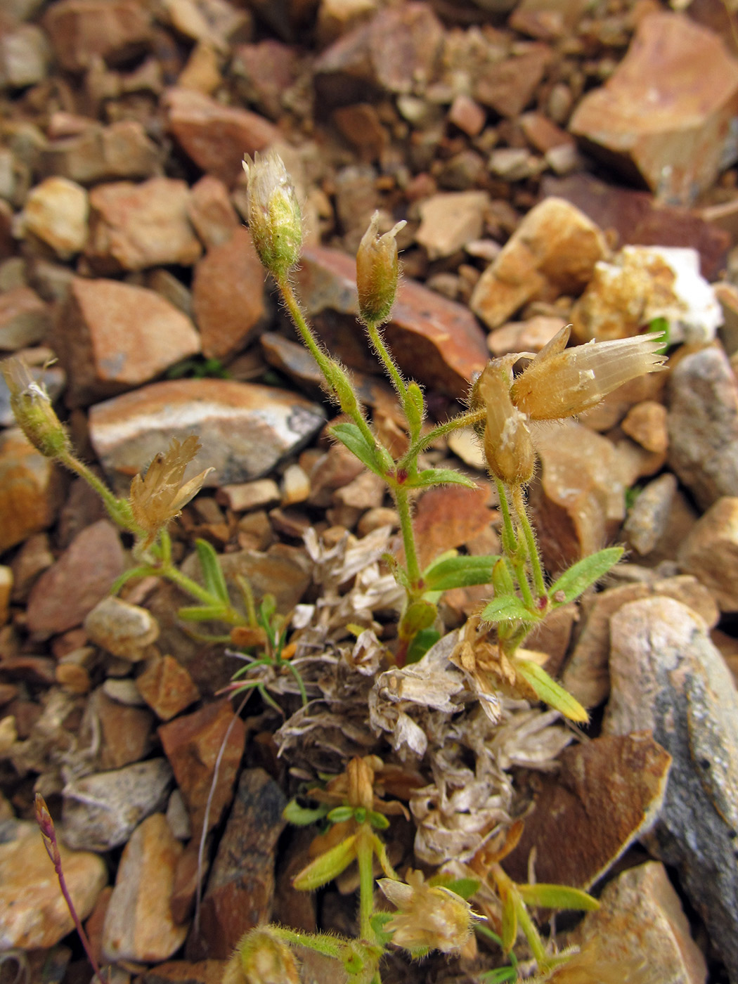 Image of Cerastium aleuticum specimen.