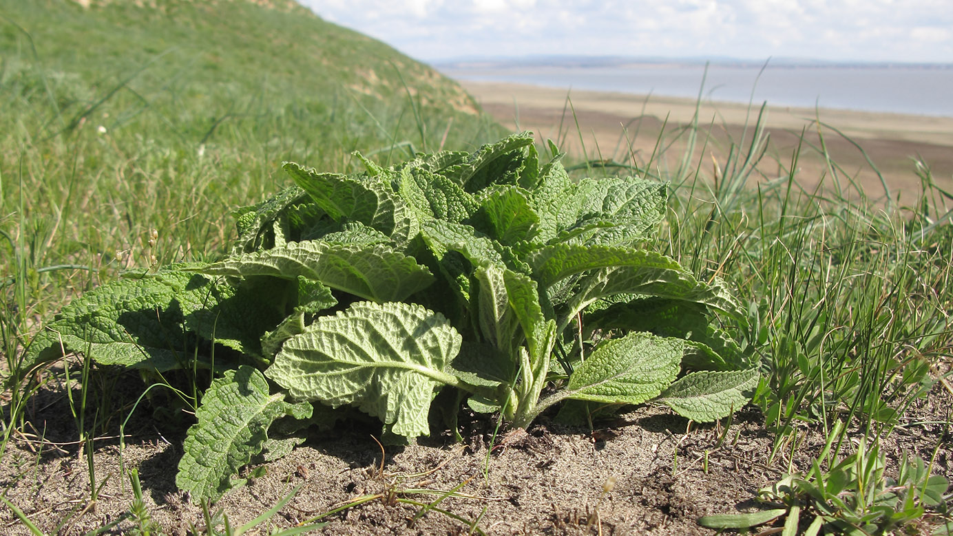 Image of genus Phlomis specimen.