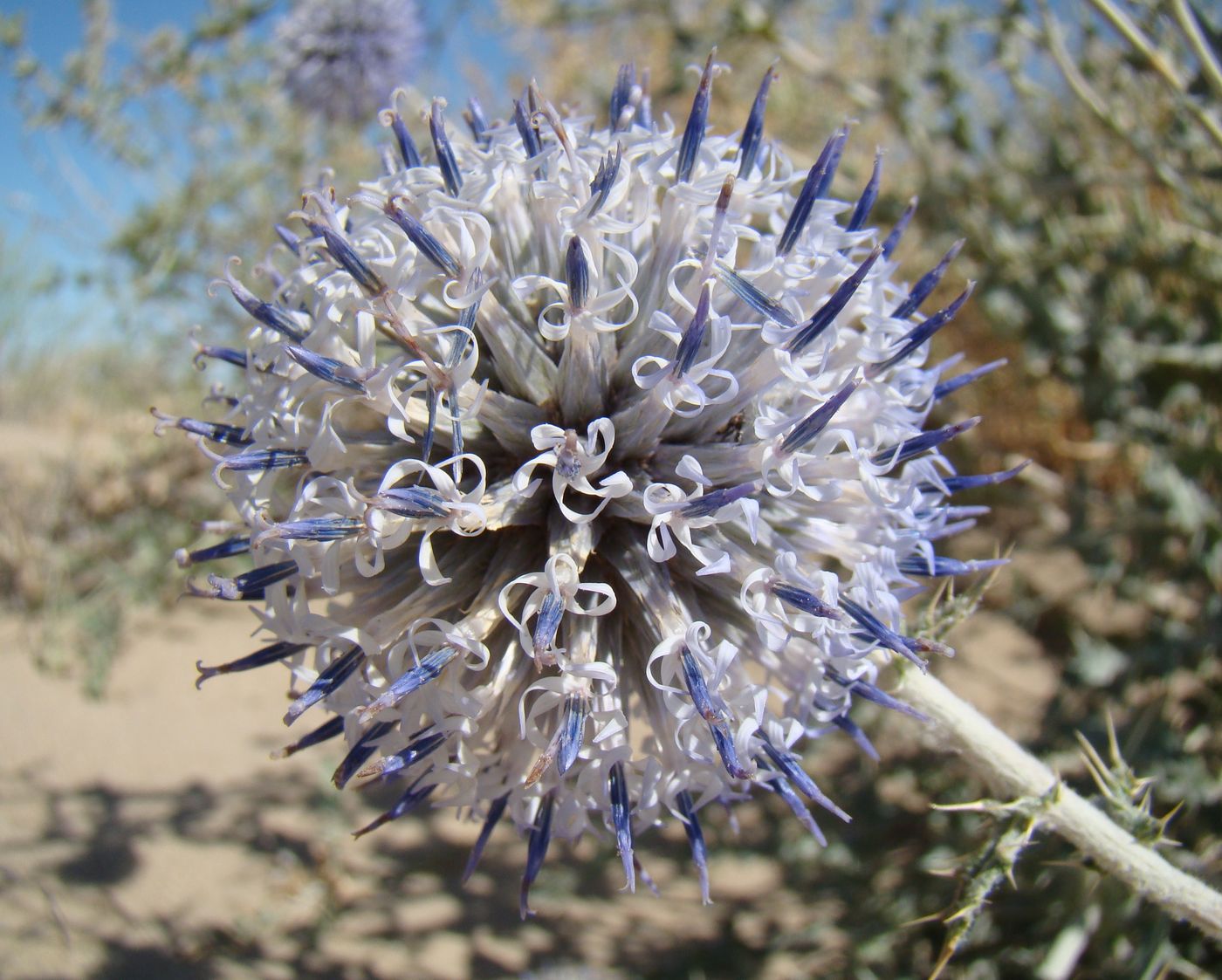 Изображение особи Echinops albicaulis.