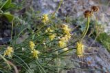 Allium tianschanicum