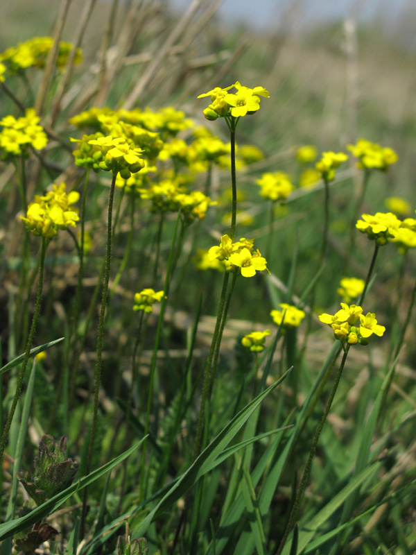 Image of Draba sibirica specimen.