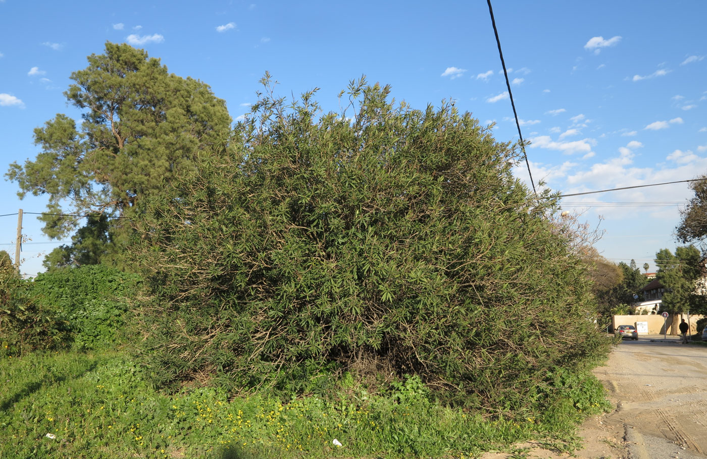 Image of Nerium oleander specimen.