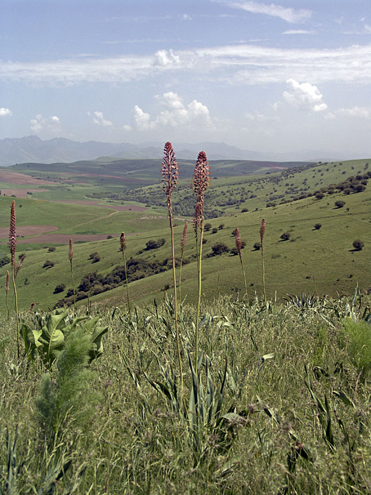 Image of Eremurus regelii specimen.