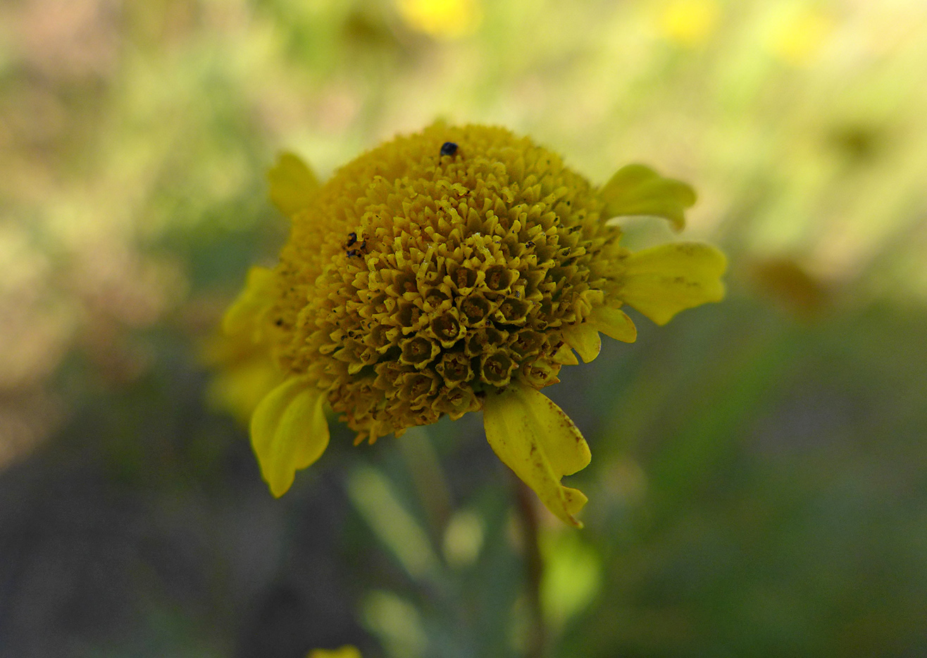 Image of Tanacetum bipinnatum specimen.