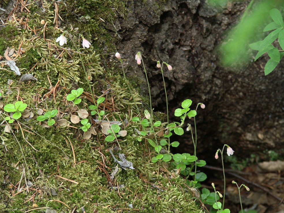 Изображение особи Linnaea borealis.