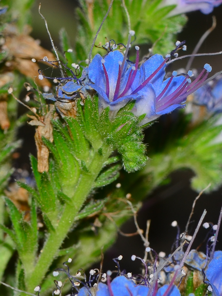 Image of Echium acanthocarpum specimen.