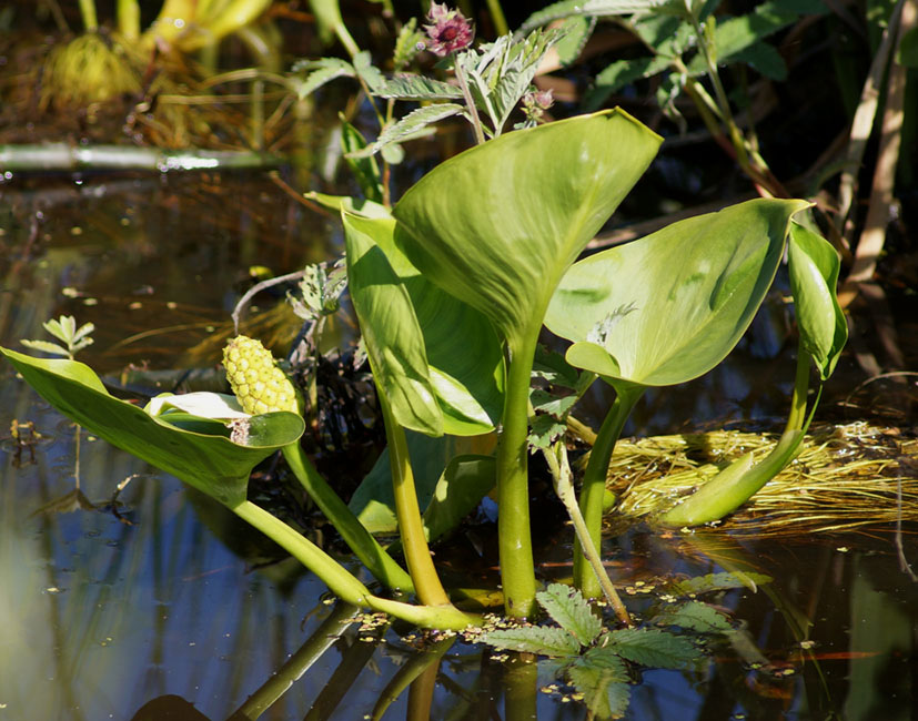 Image of Calla palustris specimen.