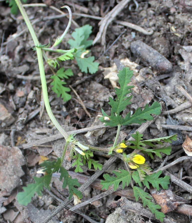 Image of Trigonella monantha specimen.