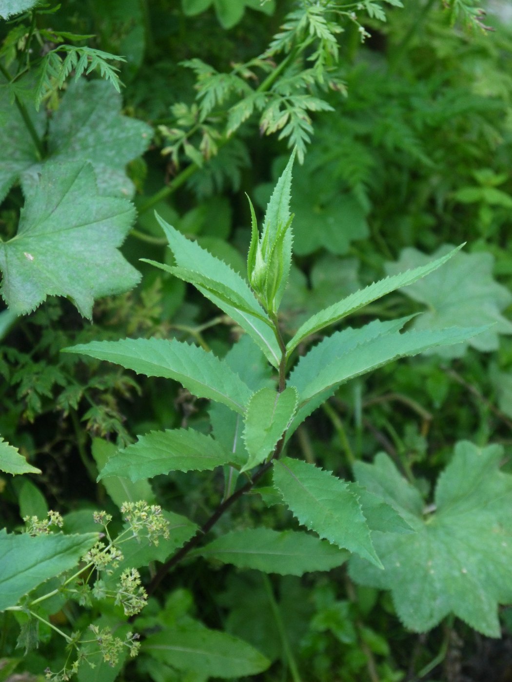 Image of Senecio nemorensis specimen.