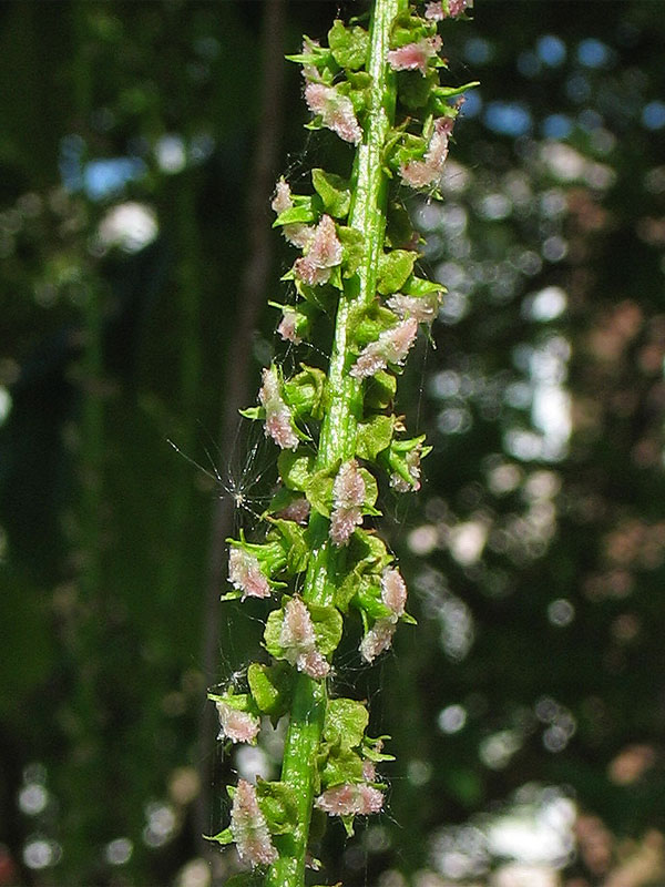 Image of Pterocarya fraxinifolia specimen.