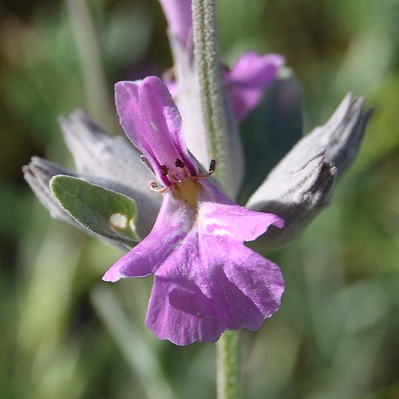 Изображение особи Stachys inflata.