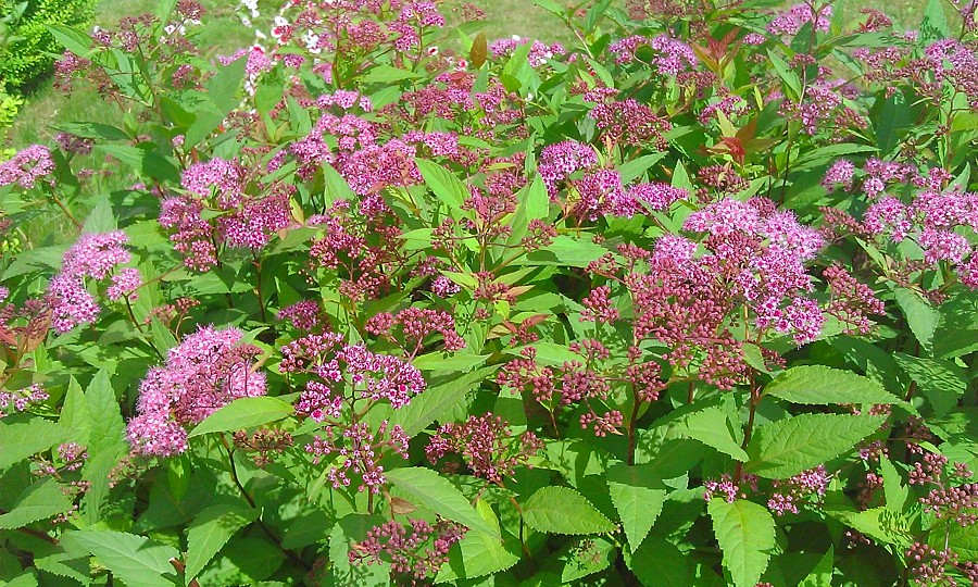 Image of Spiraea japonica specimen.