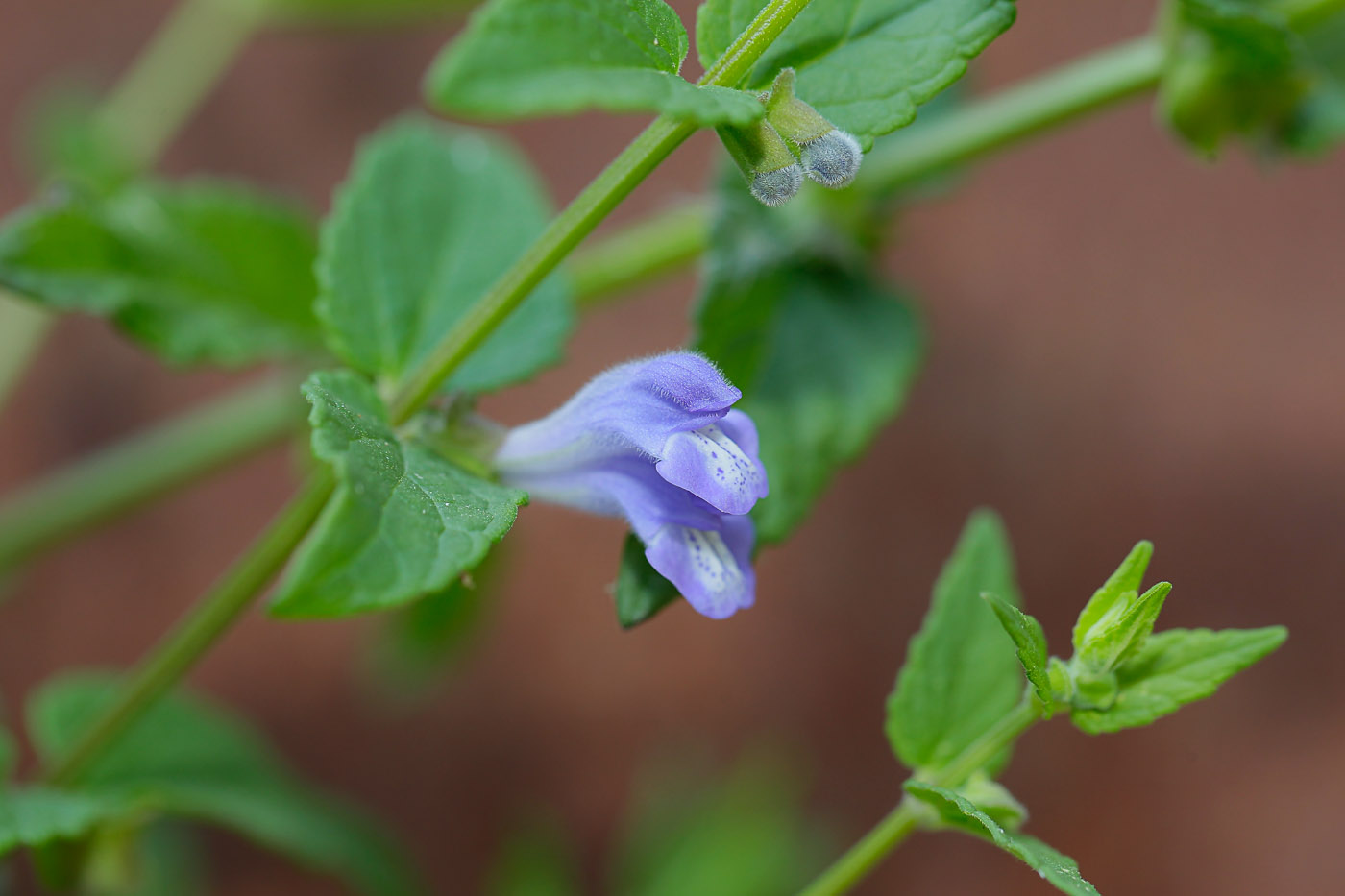 Изображение особи Scutellaria galericulata.