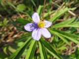 Anemone caerulea