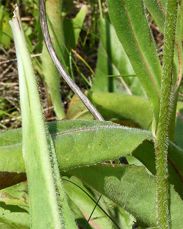 Изображение особи Trommsdorffia maculata.