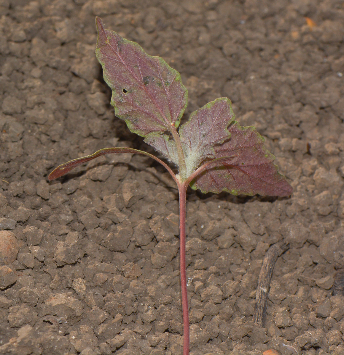 Image of Chrozophora plicata specimen.