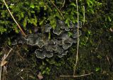 Peltigera didactyla