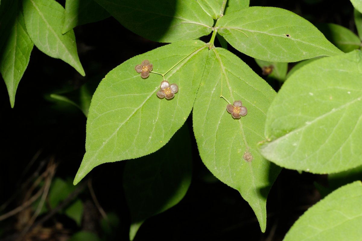 Image of Euonymus pauciflorus specimen.