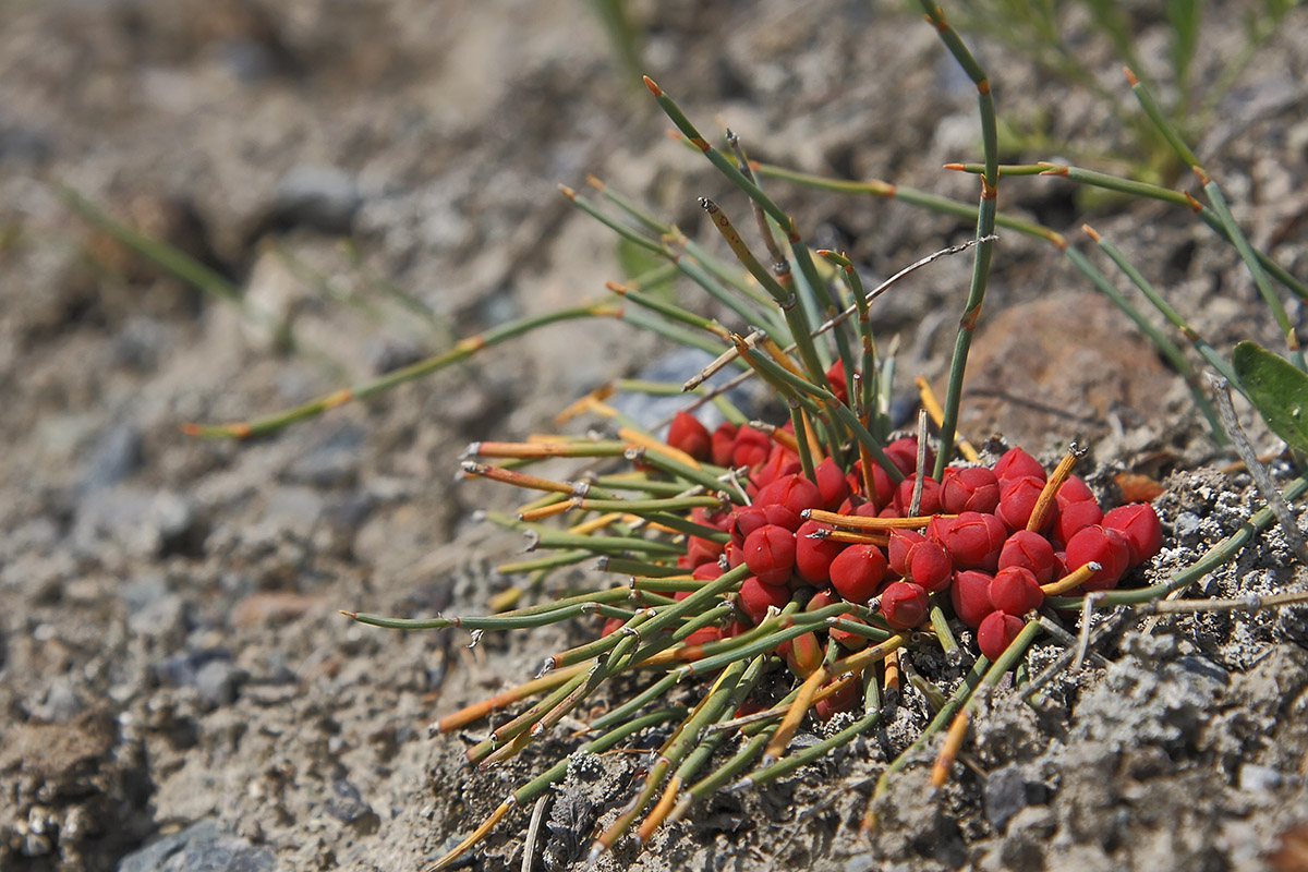 Image of Ephedra monosperma specimen.