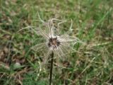 Pulsatilla vulgaris. Плод с частично осыпавшимися плодиками. ФРГ, Тюрингия, окр. Йены, луговой склон. 26 мая 2007 г.