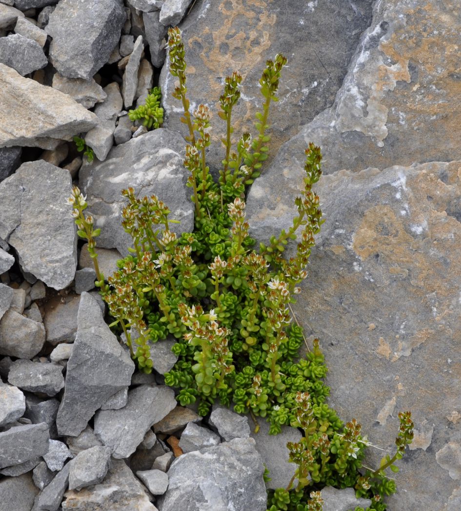 Image of Sedum magellense ssp. olympicum specimen.