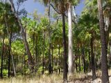 Livistona nitida. Вегетирующие растения в сообществе с Eucalyptus maculata (белёсый ствол). Австралия, Квинсленд, национальный парк Карнарвон, верхняя часть склона Карнарвонского ущелья. 16.09.2009.