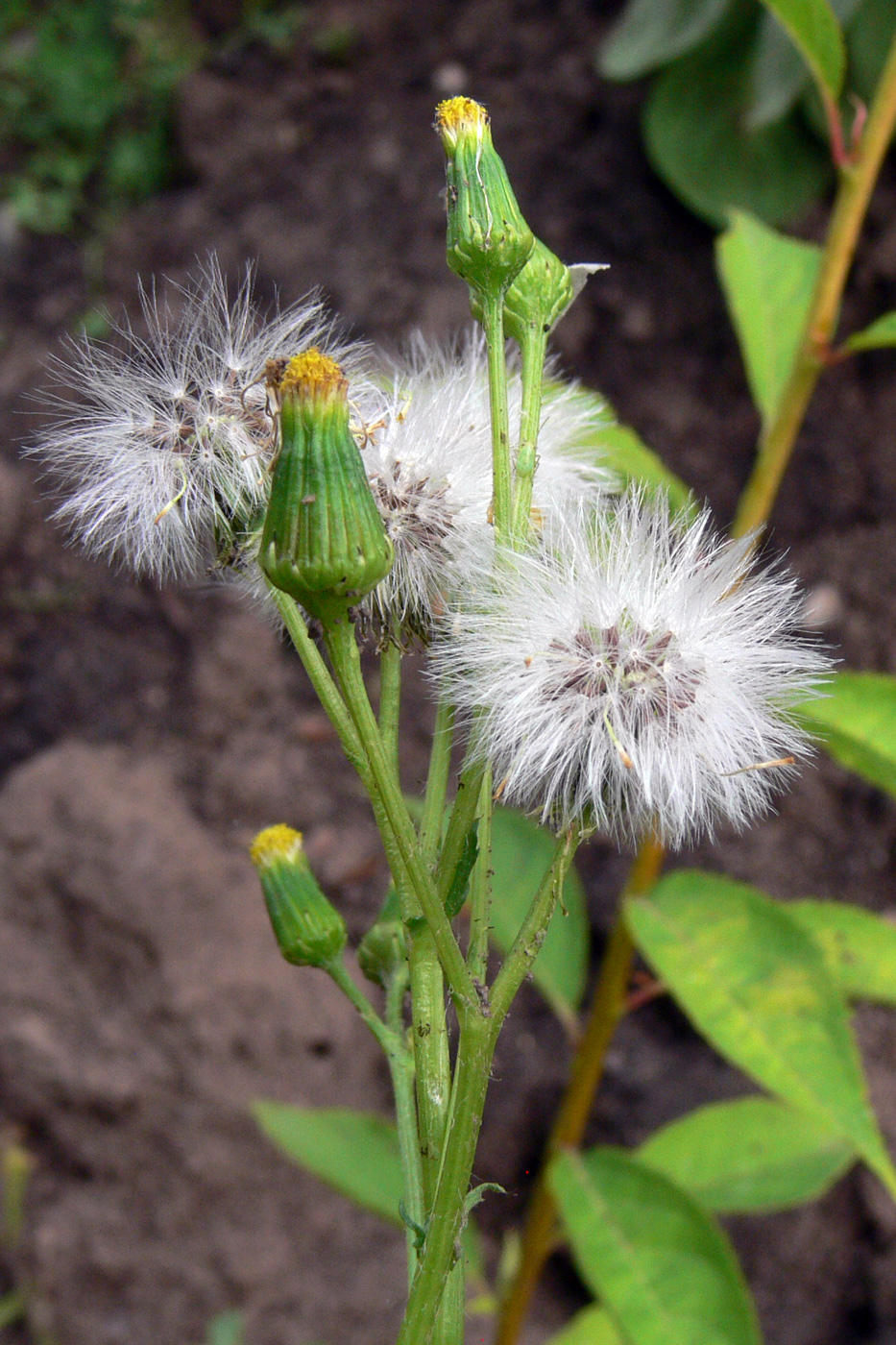 Image of Senecio vulgaris specimen.