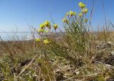 Limonium aureum