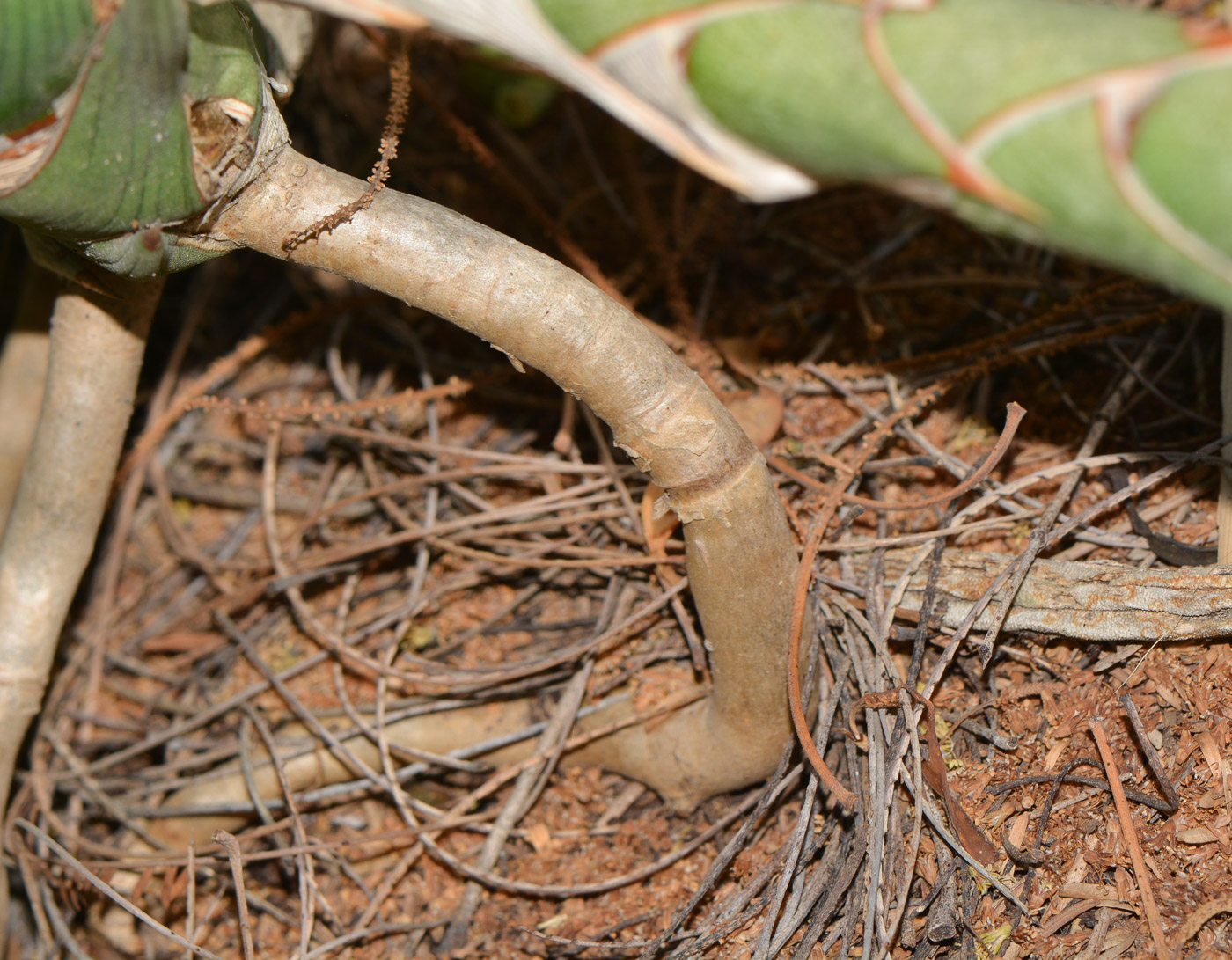 Изображение особи Sansevieria cylindrica.