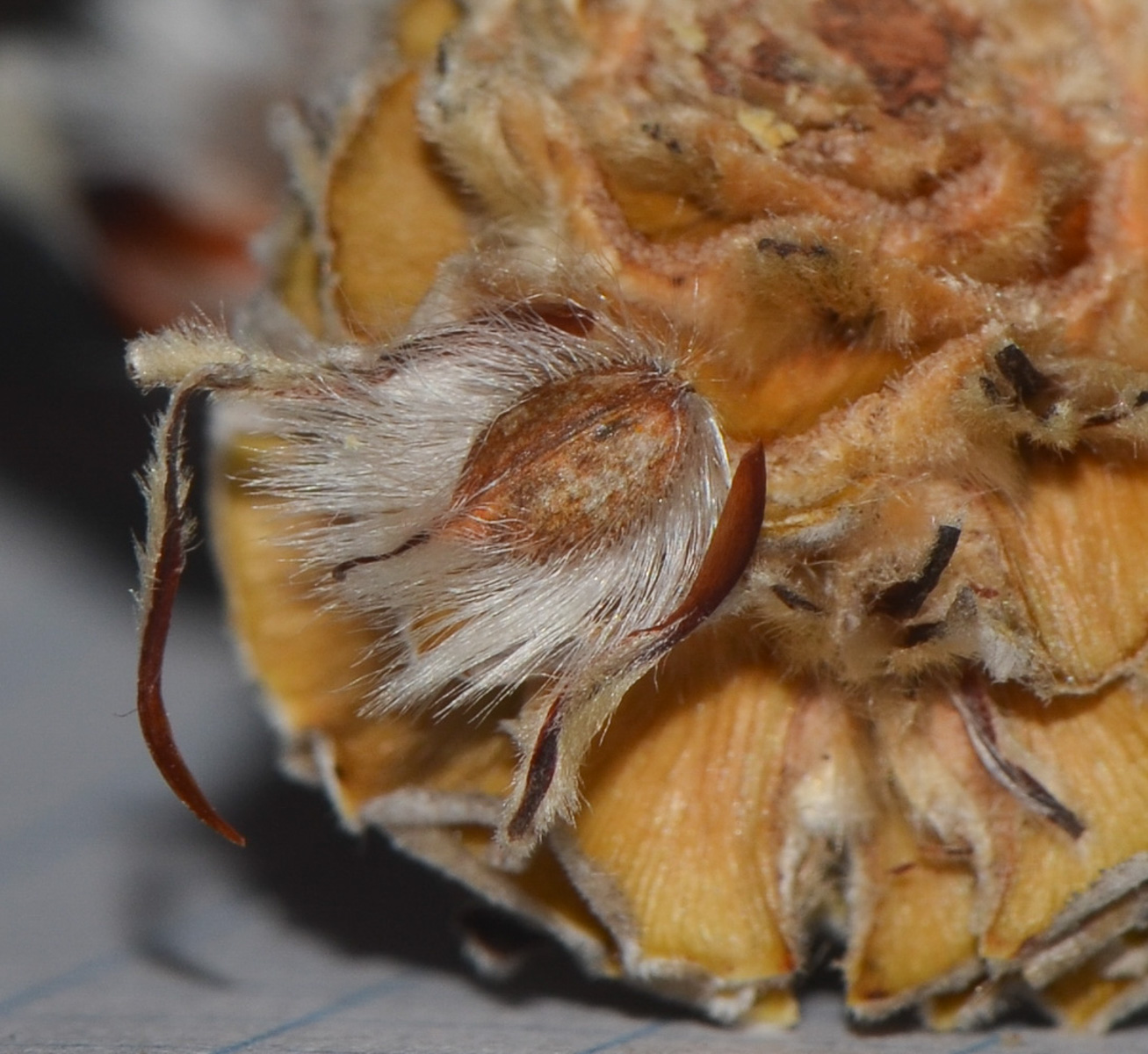 Изображение особи Leucadendron galpinii.