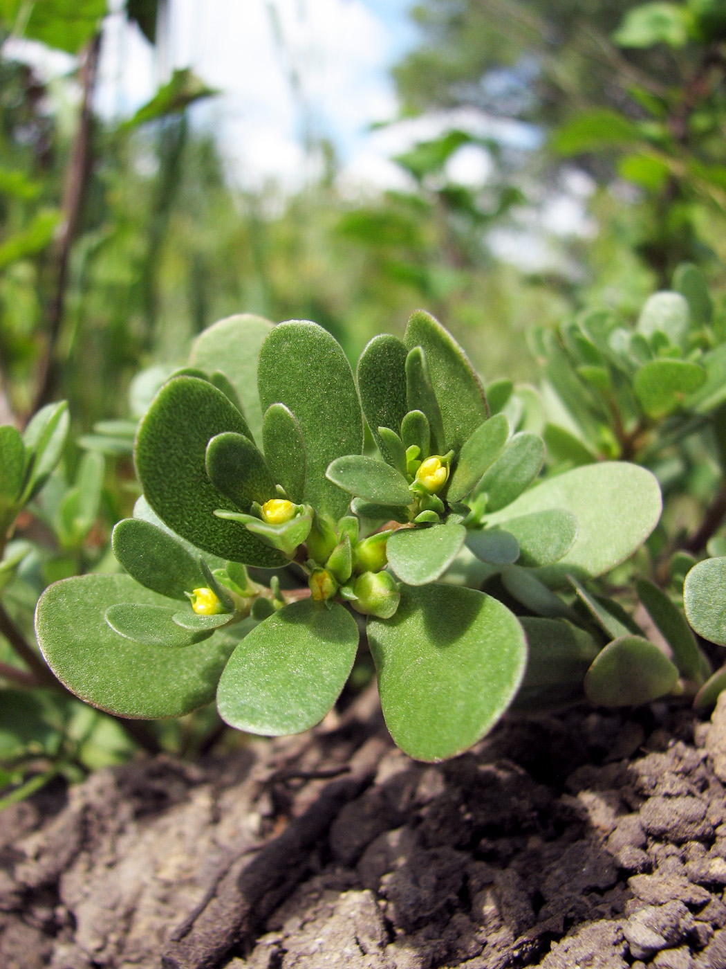 Image of Portulaca oleracea specimen.