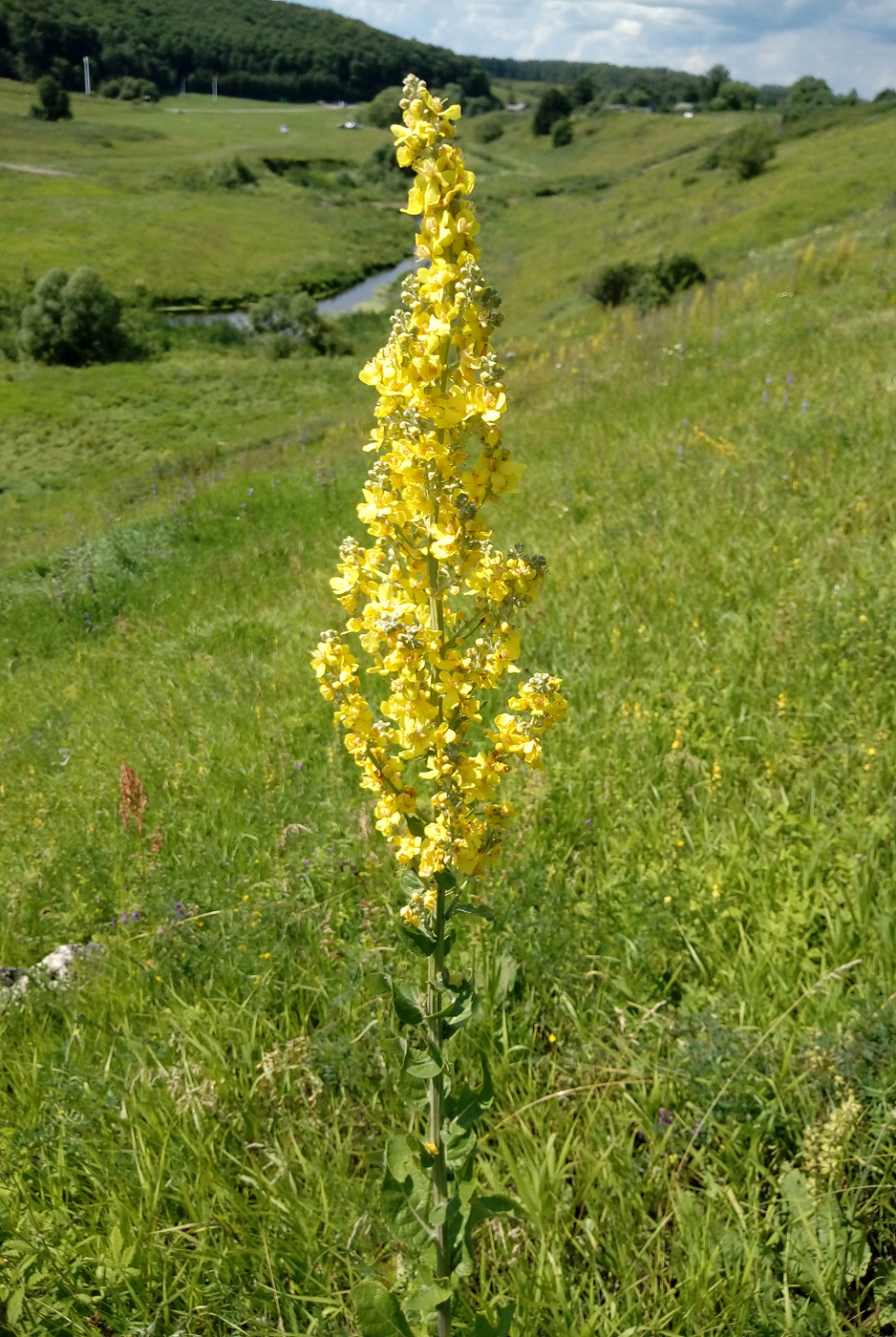 Изображение особи Verbascum lychnitis.