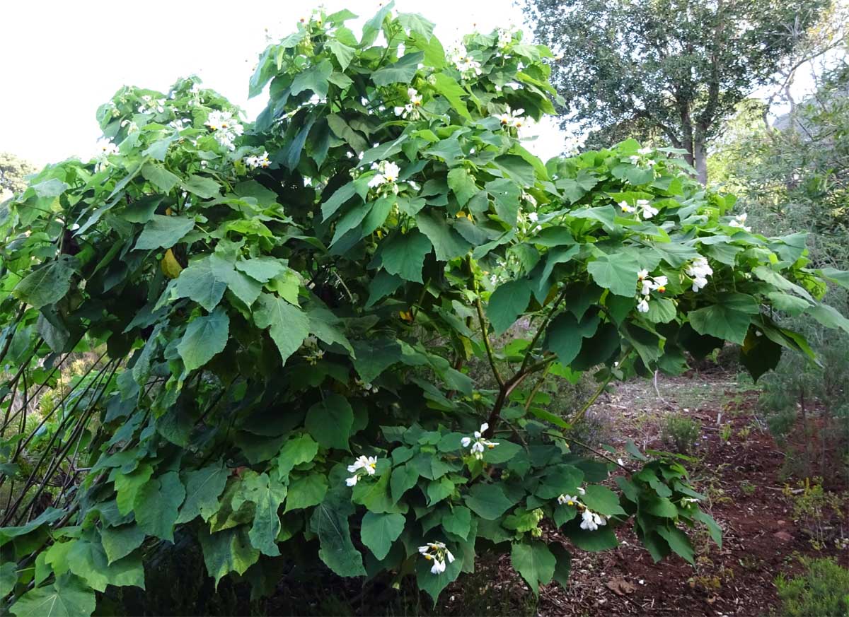 Image of Sparmannia africana specimen.