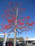 Brachychiton acerifolius. Цветущее растение. Австралия, г. Редклифф (окрестности Брисбена), уличное озеленение. 31.10.2015.