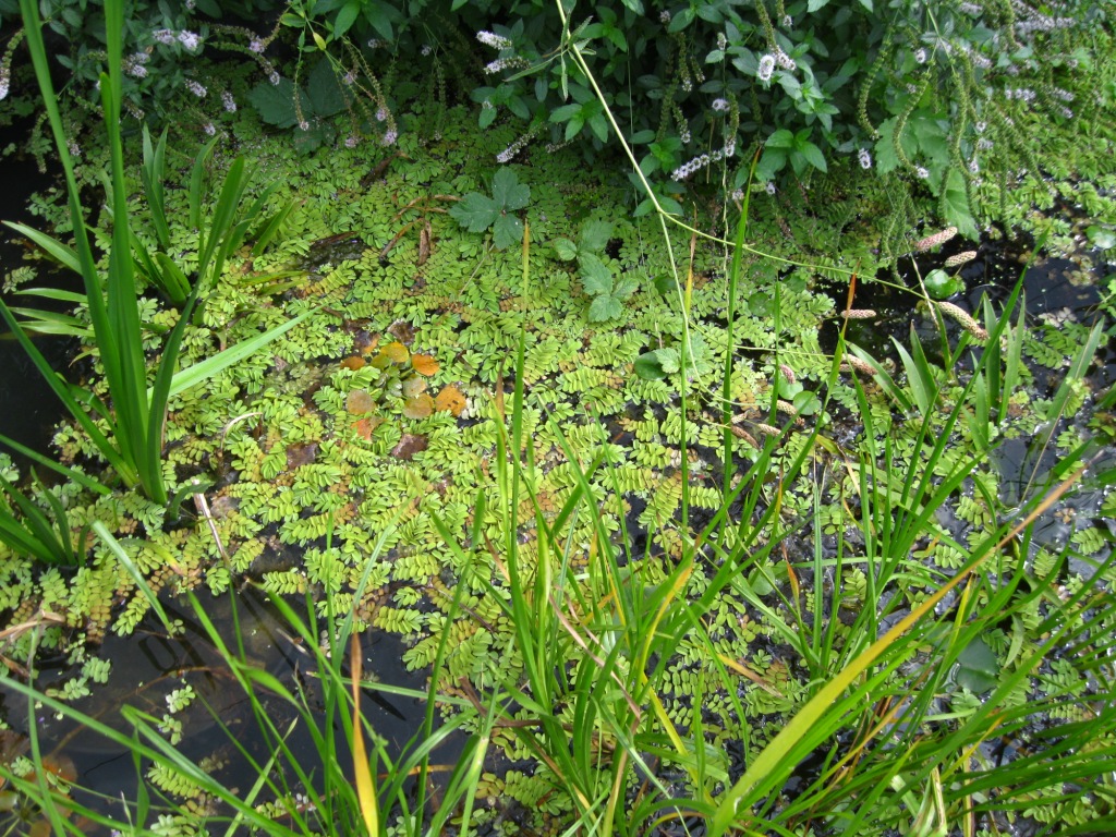 Image of Salvinia natans specimen.