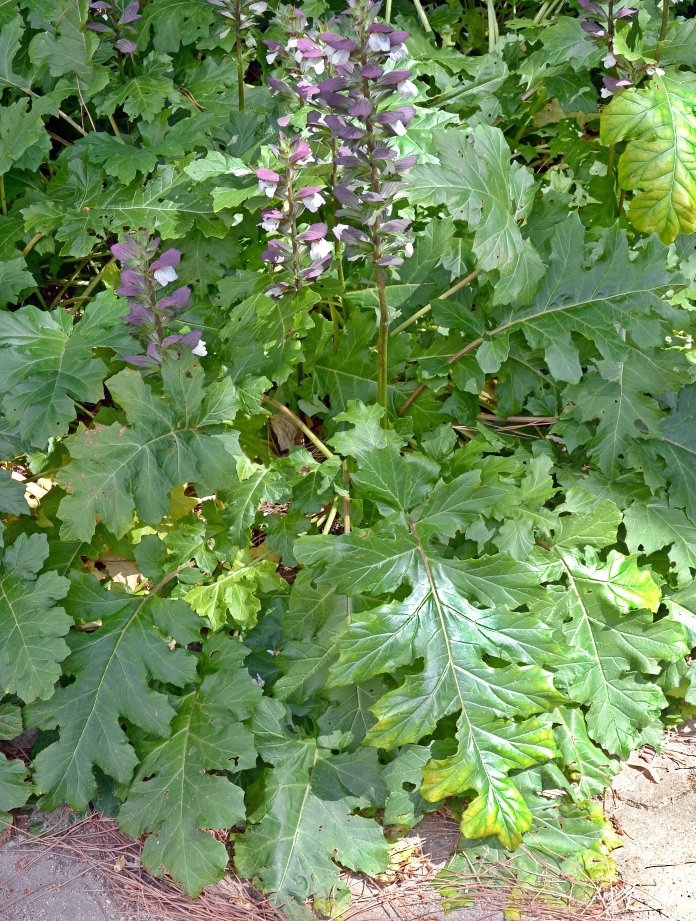 Image of Acanthus mollis specimen.