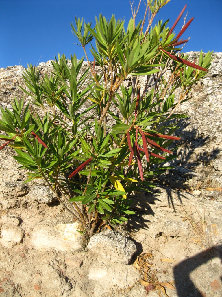 Image of Nerium oleander specimen.