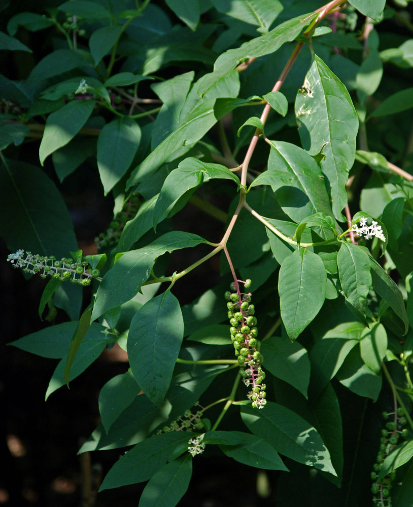 Image of Phytolacca americana specimen.