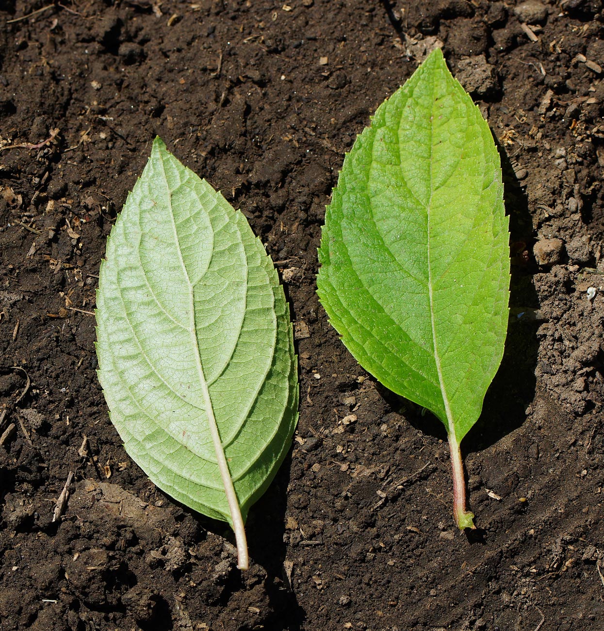 Image of Hydrangea paniculata specimen.