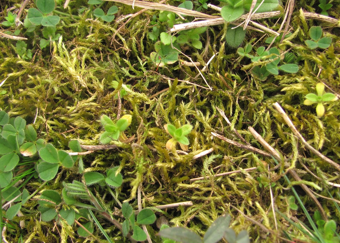 Image of familia Brachytheciaceae specimen.