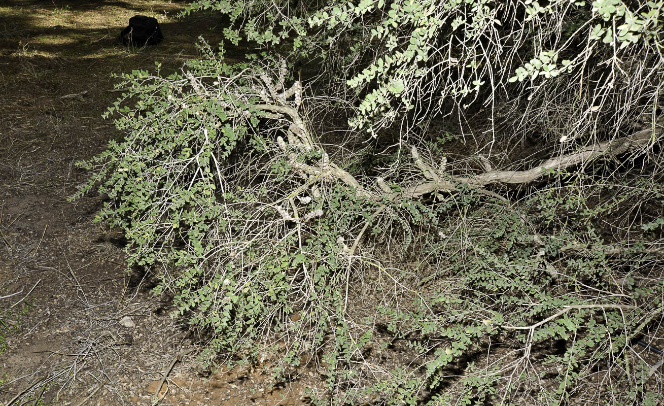 Image of Melaleuca elliptica specimen.