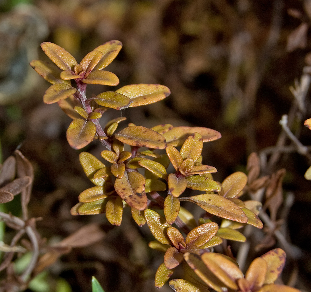 Image of genus Thymus specimen.