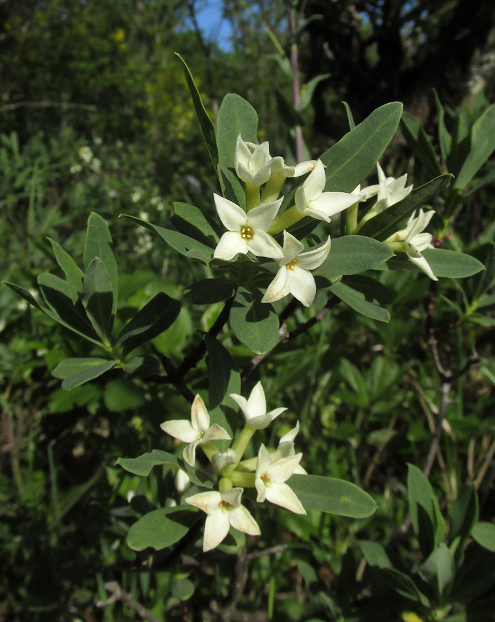 Image of Daphne taurica specimen.