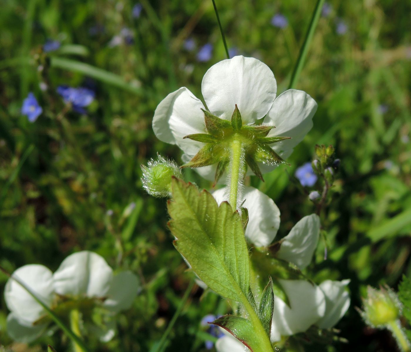 Image of Fragaria moschata specimen.