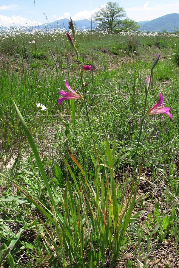 Image of Gladiolus italicus specimen.