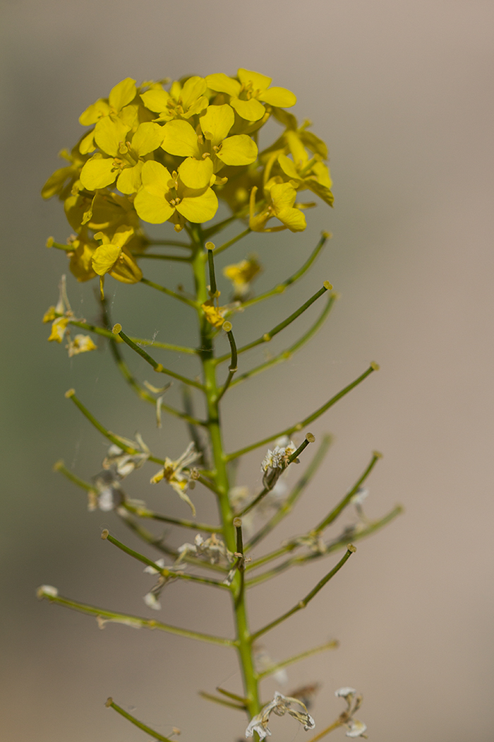 Image of Sisymbrium loeselii specimen.